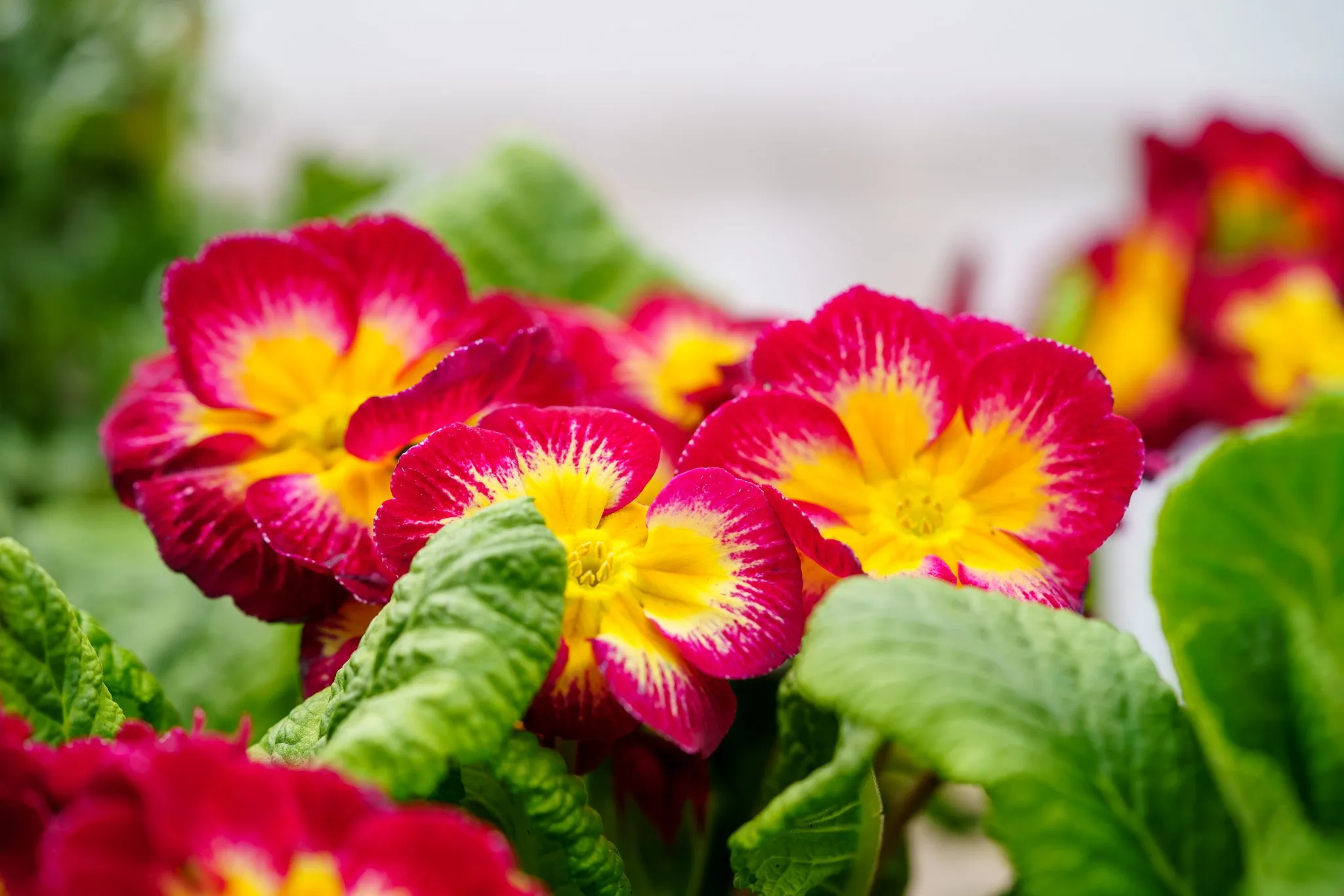Assorted English Primrose