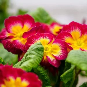 Assorted English Primrose